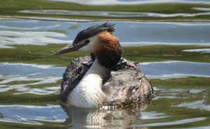 One grebe, four heads